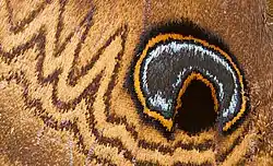 Глазчатое пятно на крыле бабочки Speiredonia spectans