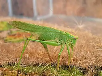 Самка Tettigonia caudata, откладывающая яйца
