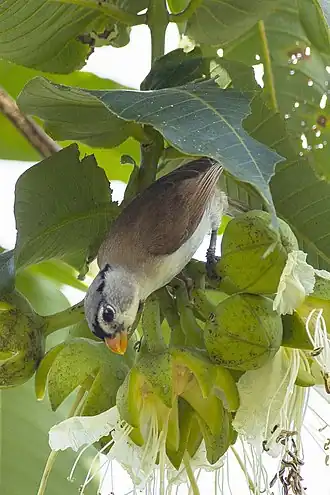 Сероголовая сутора (Psittiparus gularis)