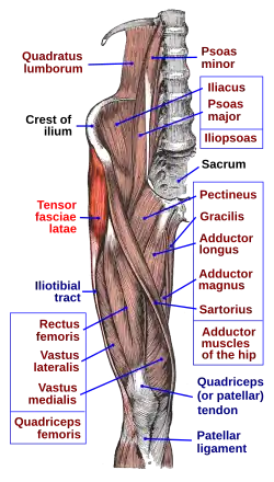 Мышцы нижней конечности. Напрягатель широкой фасции бедра выделен красным