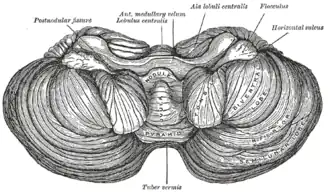 Под поверхностью мозжечка. Бугорок червя мозжечка (лат. tuber vermis) отмечен внизу.