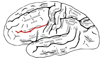Нижняя лобная борозда головного мозга
