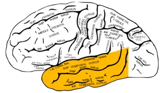 Височная доля