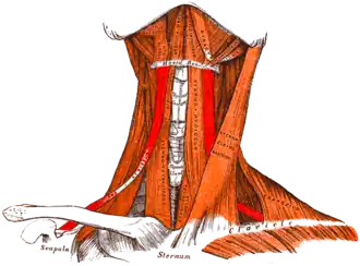 Мышцы шеи, вид спереди: Лопаточно-подъязычная выделена красным цветом