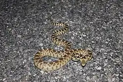 Pituophis catenifer deserticola