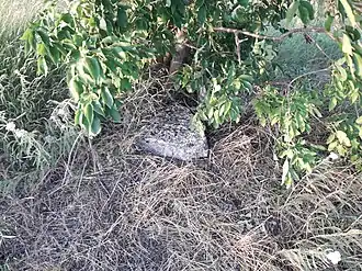 Остатки церковного забора