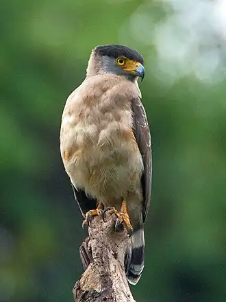 Никобарский хохлатый змееяд