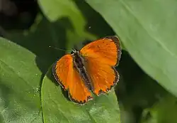 Lycaena ottomana