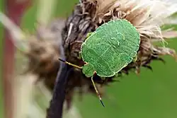 Нимфа на 4-й стадии развития