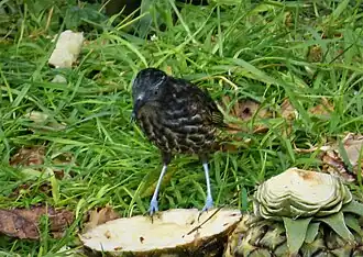 Ptiloprora perstriata