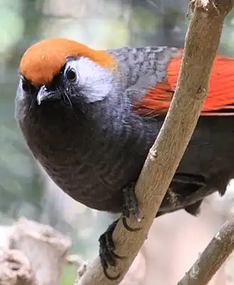 Trochalopteron milnei