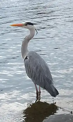 Серая цапля в Гайд-Парке (Лондон)