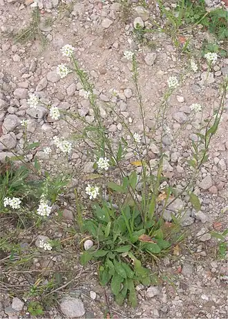 Икотник серый