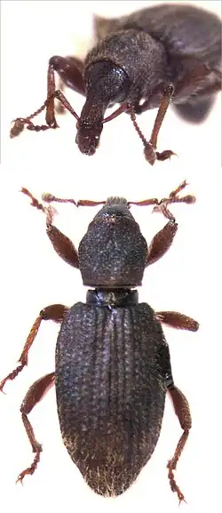 Gromilus insularis