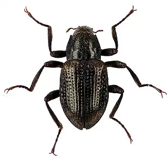 Grouvellinus andrekuipersi