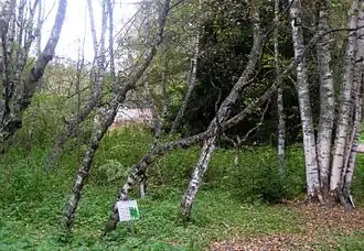 Роща карельской берёзы в заповеднике Кивач