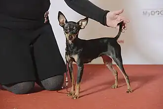 Русский той