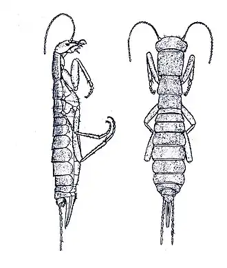 Grylloblatta campodeiformis