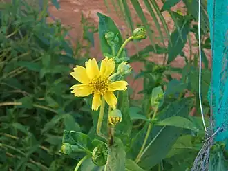 Гвизоция абиссинская (Guizotia abyssinica)