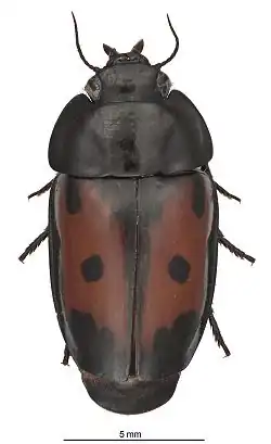 Guyanemorpha spectabilis