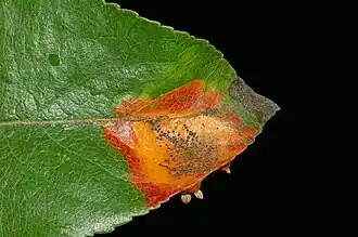 Gymnosporangium sabinae