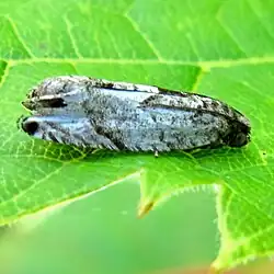 Gypsonoma haimbachiana