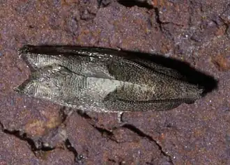 Gypsonoma salicicolana