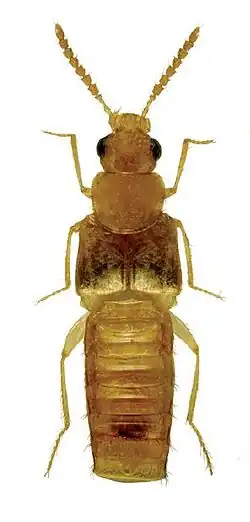 Жук Gyrophaena antennalis