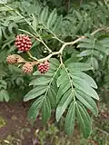 Двойчато-перистые листья Calliandra haematocephala