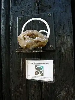 Девонские брахиоподы