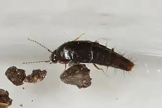 Habrocerus capillaricornis