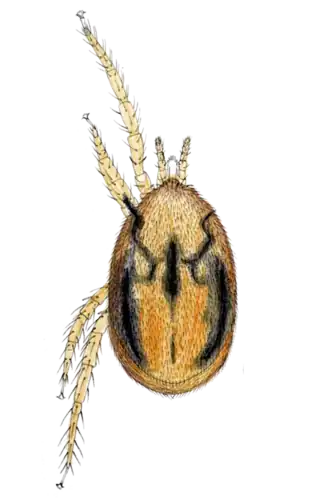 Haemogamasus hirsutus
