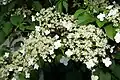 Гортензия черешковая (Hydrangea petiolaris)