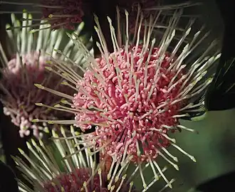 Цветущая Hakea petiolaris.