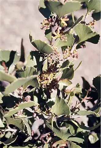 Hakea baxteri в Австралийском национальном ботаническом саду.