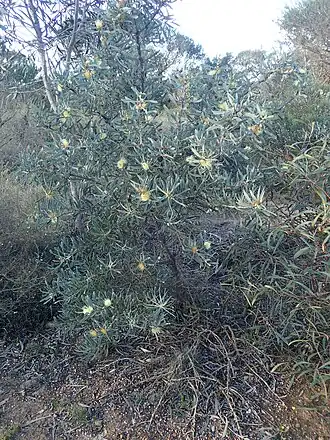Hakea cinerea на северо-востоке от Эсперанс (Австралия).