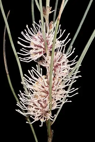 Цветущая Hakea invaginata.