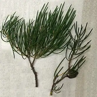 Листва и плод Hakea lissosperma.