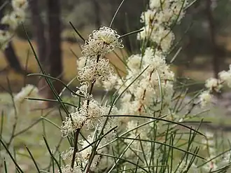 Листья и цветы Hakea microcarpa.