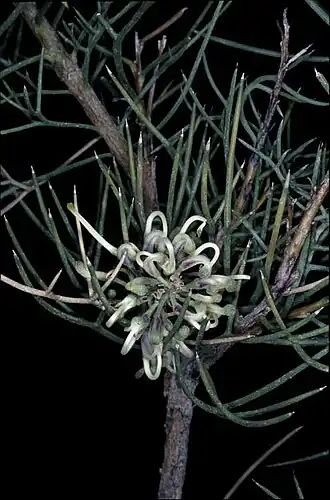 Hakea pulvinifera в Австралийском национальном ботаническом саду.