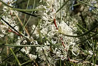 Цветущая Hakea rostrata