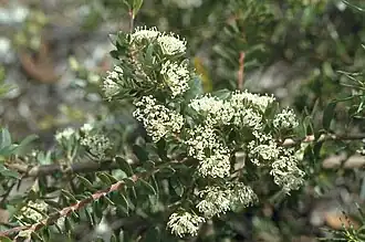 Hakea ruscifolia в Австралийском национальном ботаническом саду.