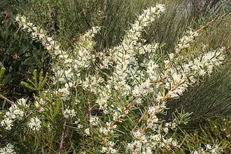 Цветущая Hakea teretifolia в Национальном парке залива Ботани близ Кёрнелла