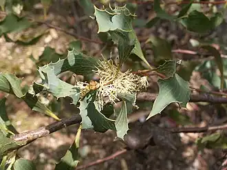 Цветущая Hakea undulata