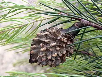 H. propinqua в Национальном парке Ку-ринг-гаи-Чейз (Австралия)