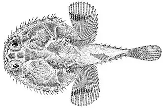 Рисунок Halieutichthys caribbaeus, вид сверху