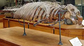 Восстановленный скелетHalitherium schinzii