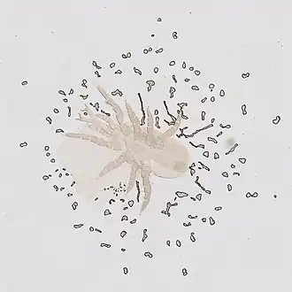 Halolaelaps subtilis