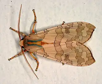 Халисидота мозаичная