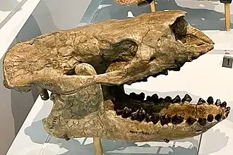 Череп Haplolambda quinni